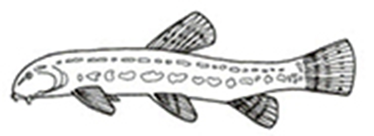 Cobitis vettonica_01.jpg